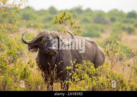 Buffalo isolés dans la campagne de savannah Park Nairobi au Kenya Banque D'Images