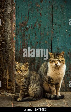 Deux beaux chats assis à la porte de l'au Maroc Banque D'Images