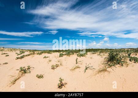 Dunes dans la réserve naturelle Zahara de los Atunes, Espagne Banque D'Images