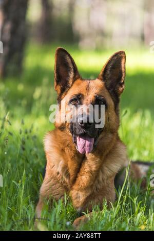 Berger allemand pur portant sur l'herbe Banque D'Images