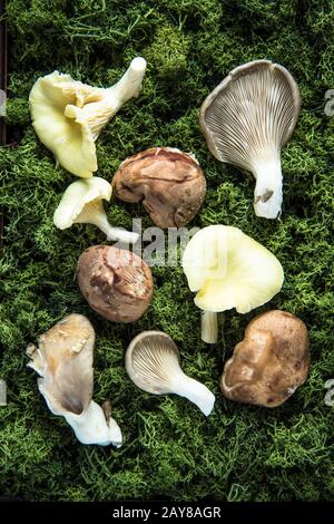 Champignons shiitake sauvages frais sur mousse verte Banque D'Images