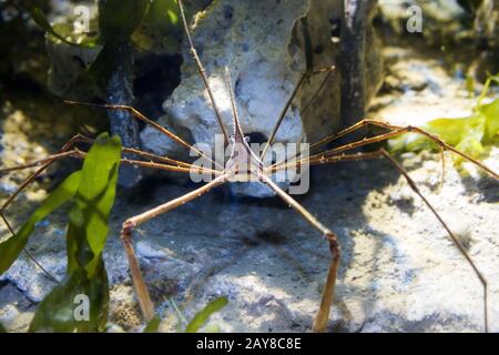 Sea-Life, crabe à flèches fantômes, Königswinter, NRW, Allemagne Banque D'Images