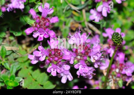 Thyme sauvage, 'Thymus praecox' printemps et été, herbage sec, heaths, roches et dunes.Collard coteau, Somerset.UK Banque D'Images