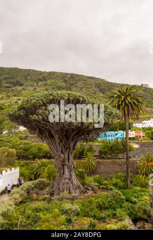 Le dragon millénaire dans la ville d'Icod de Los Vinos Banque D'Images