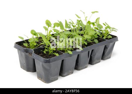 Plusieurs petites plantes herbacées dans de petits pots isolés sur blanc Banque D'Images