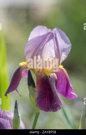 Les lilas s'épanouissent devant un fond vert flou avec des lames d'herbe et de feuilles Banque D'Images