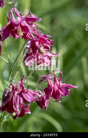 Les lilas s'épanouissent devant un fond vert flou avec des lames d'herbe et de feuilles Banque D'Images