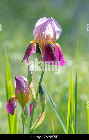 Les lilas s'épanouissent devant un fond vert flou avec des lames d'herbe et de feuilles Banque D'Images