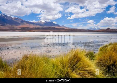 Laguna Honda au sud Lipez Altiplano reserva, Bolivie Banque D'Images