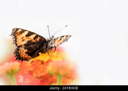 Papillon coloré se trouve sur une fleur d'orange, isolée sur le gris Banque D'Images