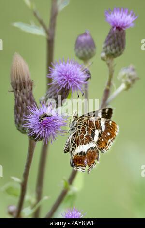 La Dame peinte / le papillon se trouve sur une fleur de chardon bleu devant un fond vert flou Banque D'Images