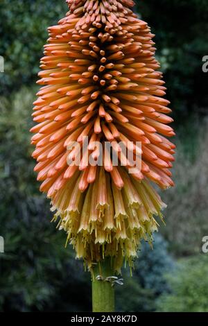 Kniphofia aussi appelé tritoma, poker chaud rouge, flambeau, knofflers ou plante de poker, est un genre de plantes à fleurs pérennes dans la famille Ashodelace. Banque D'Images