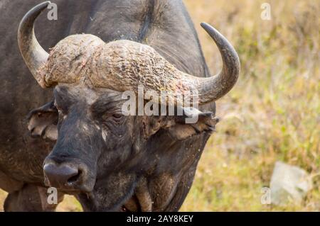 Buffle isolé dans la campagne de savane de Nairobi Banque D'Images