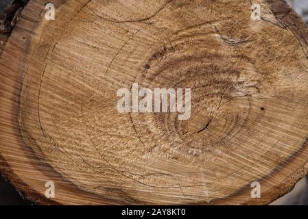 anneaux annuels sur la surface de coupe d'un arbre de fruits à coque - bois dur Banque D'Images