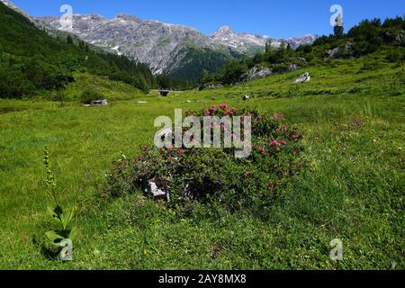 Paysage alpin, roses alpines, Autriche, alpes, Vorarlberg Banque D'Images