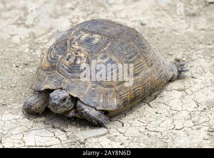 Réserve naturelle gérée de Chachuna, Tortue, Géorgie Banque D'Images