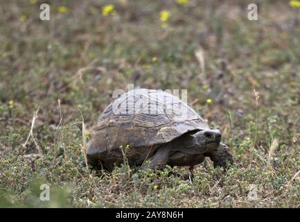 Réserve naturelle gérée de Chachuna, Tortue, Géorgie Banque D'Images