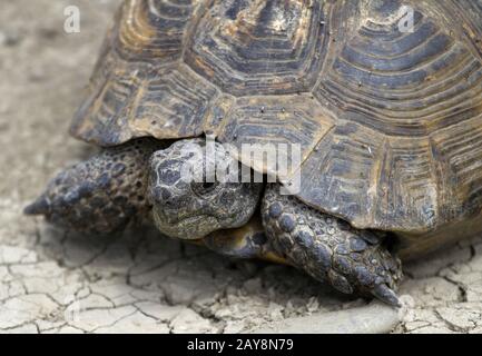 Réserve naturelle gérée de Chachuna, Tortue, Géorgie Banque D'Images