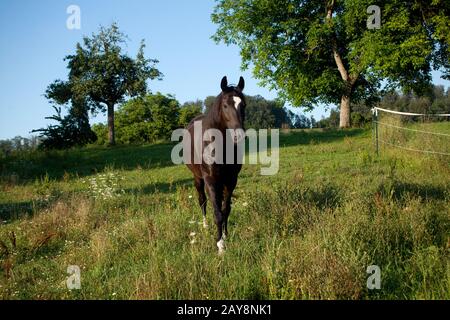 Galop de cheval noir courir libre dans le pré frontal Banque D'Images