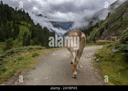 Vache de derrière dans les Alpes Banque D'Images