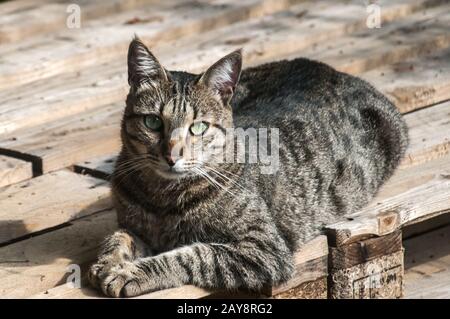 Chat Tigre Gris Male Reposant Sur Des Planches De Marbre A L Exterieur Photo Stock Alamy