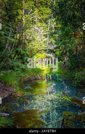 Forêt de séquoias de Whakarewarewa, Rotorua, Nouvelle-Zélande Banque D'Images