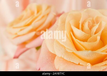 Roses rose close-up Banque D'Images