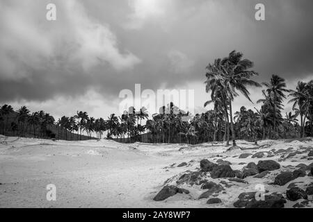 Palmiers sur la plage d'Anakena, île de pâques. Photo en noir et blanc Banque D'Images