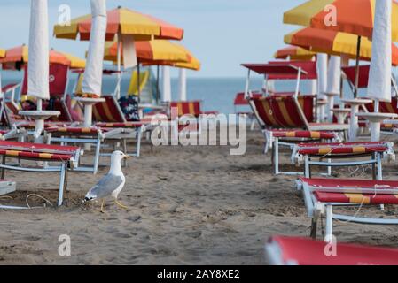 Des promenades en mouettes sur la plage de sable entre les chaises longues et les parasols Banque D'Images