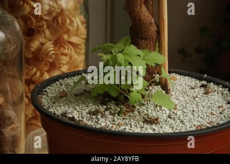 Un exemple d'application naturelle de zéolite dans le jardinage à la maison et la culture intérieure de plantes. Jeunes pousses de géraniums parfumées à la douceur dans le pot de fleurs avec m Banque D'Images