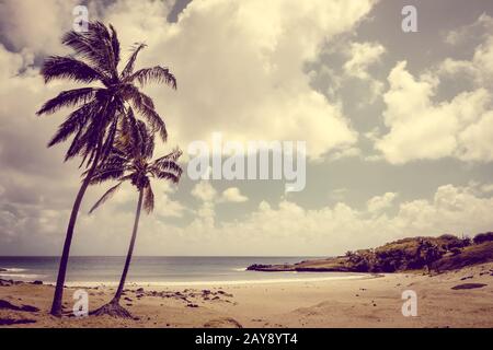 Palmiers sur la plage de Anakena, île de Pâques Banque D'Images