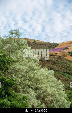 Feuillage coloré sur des collines au-dessus du Loch St Margaret, Édimbourg, Écosse. Banque D'Images