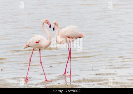 Deux flamants courtants sur la rive du lac salé de Larnaca à Chypre Banque D'Images