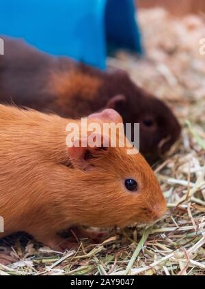 Deux cobayes dans une boutique d'animaux de compagnie Banque D'Images