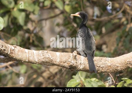 Cormoran africain qui est assis sur une épaisse branche d'un grand arbre sur les rives de la rivière du Nil Banque D'Images
