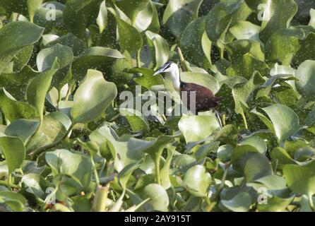 l'african jacana qui marche parmi les renards flottant sur les plantes aquatiques du lac Victoria Banque D'Images