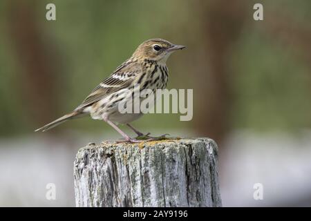 PIPIT de la Petchora assis sur un poteau en bois dans une journée d'été dans la toundra Banque D'Images