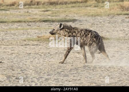 L'hyène tachetée marche sur savannah séché en saison sèche Banque D'Images