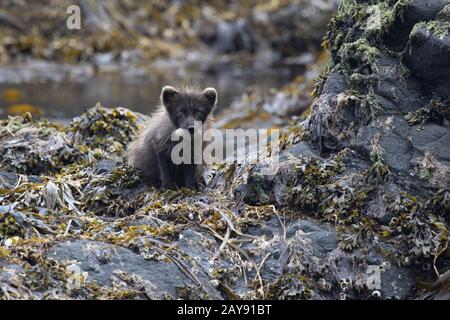 Le renard arctique bleu commandants assis sur une île rocheuse avec le goéland à ailes grises oeufs dans les dents Banque D'Images