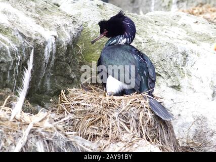 Cormoran pélagique assis dans le nid d'une colonie d'oiseaux de mer Banque D'Images