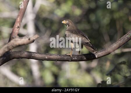 White-eyed Buzzard qui est assis sur une branche dans la couronne de l'arbre dans la forêt par un après-midi ensoleillé Banque D'Images