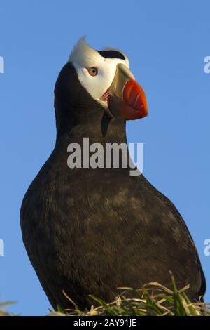 Portrait d'un macareux huppés qui repose sur une butte avec sa tête tournée dans les rayons du soleil couchant Banque D'Images