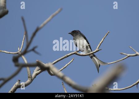 Drongo à ventre blanc qui se repose sur une branche sèche dans la couronne d'un arbre sur un après-midi ensoleillé Banque D'Images