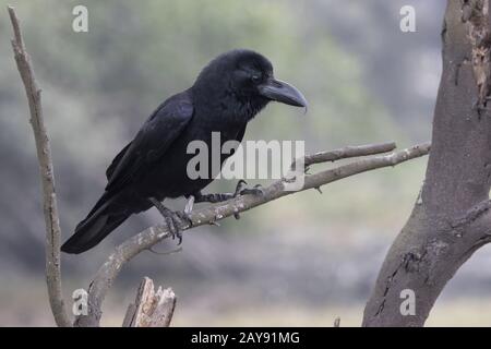 Jungle indienne crow qui se repose sur une branche sèche près d'un petit étang sur un jour nuageux hiver Banque D'Images