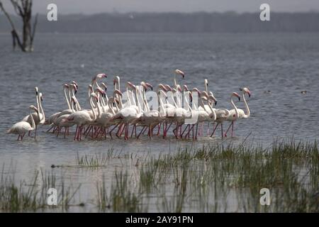 Petit troupeau de flamant rose allant dans l'eau peu profonde oesar Nakuru au Kenya Banque D'Images