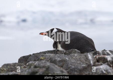 Gentoo pingouin qui se trouve sur une falaise sur la rive est protégé dans l'Antarctique par un temps couvert d'été Banque D'Images