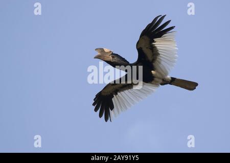 Le noir et blanc casqued hornbill qui vole au-dessus de la forêt dans le ciel bleu de l'Afrique Banque D'Images