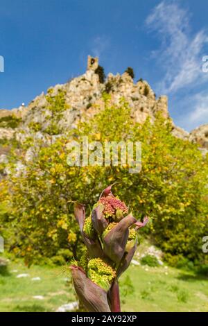 Fleur sauvage et Château de Saint Hilarion en arrière-plan, Kyrenia, Chypre Banque D'Images