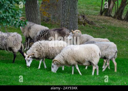 Troupeaux de bonne brebis sur Gotland Banque D'Images