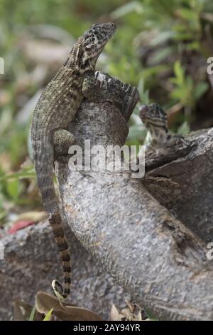 Le lézard curly nord qui se trouve un tronc d'arbre à l'ombre d'une belle journée ensoleillée Banque D'Images